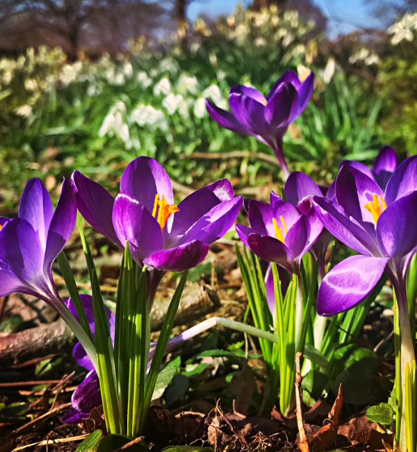 purple crocus